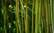 Bamboo Flooring